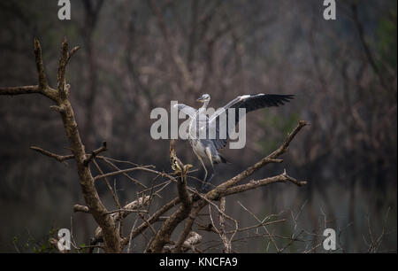 Graureiher Vogel auf einem Baum mit Flügeln verteilt Stockfoto