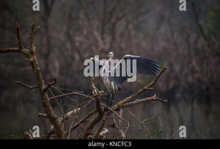 Ein Graureiher Vogel auf einem Baum mit Flügeln verteilt Stockfoto