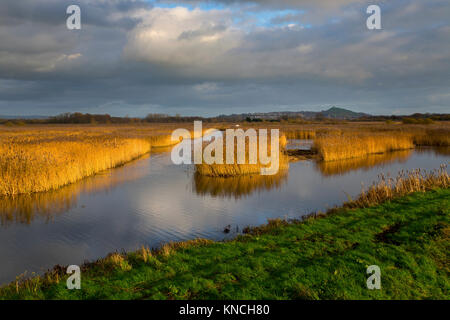 Schinken Wand; Avalon ausblenden; Somerset, Großbritannien Stockfoto