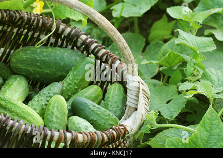 Frische Ernte der Gurken in einem Korb. Gartenarbeit Hintergrund mit grünen Pflanzen Stockfoto
