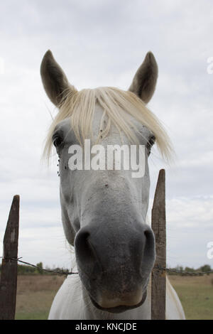 Nahaufnahme von einem weissen Camargue Pferd gelehnt auf einem Stacheldrahtzaun. Kopf, Hals und Brust sind von unten fotografiert. Fliegen sind auf dem Pferd fac Stockfoto