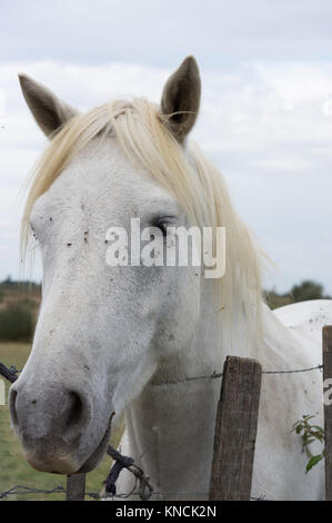 Nahaufnahme von einem weissen Camargue Pferd stehend an einem Stacheldrahtzaun. Nur sein Kopf und Hals sind dargestellt. Fliegen sind auf das Gesicht des Pferdes. Stockfoto