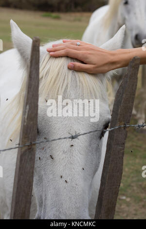 In der Nähe von eine rechtshändige Frau streicheln ist ein weißer Camargue Pferd Kopf. Ein Zaun mit Stacheldraht im Vordergrund. Fliegen sind Belästigung das Pferd. Stockfoto