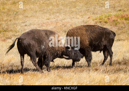 Zwei junge American Buffalo (Bison bison) Praxis Kämpfen an der South Dakota Prairie in der Vorbereitung für die Reife und die Paarungszeit. Stockfoto