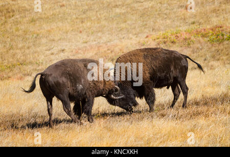 Zwei junge American Buffalo (Bison bison) Praxis Kämpfen an der South Dakota Prairie in der Vorbereitung für die Reife und die Paarungszeit. Stockfoto