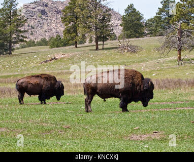 Zwei große American Buffalo (Bison bison) Stiere im Frühjahr in South Dakota, USA Stockfoto