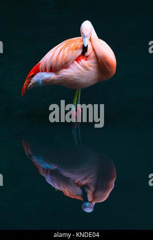 Ein rosa Flamingo in Wasser Stockfoto