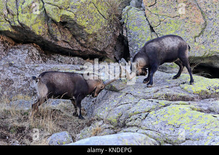 Spanische Männer Steinböcke kämpfen während der Brunft in der Sierra de Gredos Spanien Stockfoto