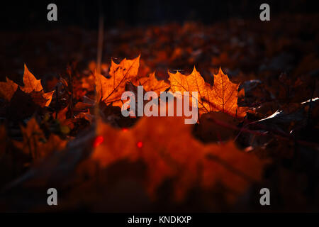 Herbst Blätter sind groß im Wald Stockfoto