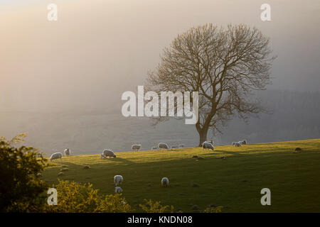 Herde Schafe; Hintergrundbeleuchtung; Newton, Lancashire, UK Stockfoto