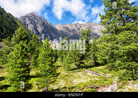 Highland in Sibirien. Seltene Zedern wachsen in der Nähe der Wanderweg zum Gipfel. Russland Stockfoto