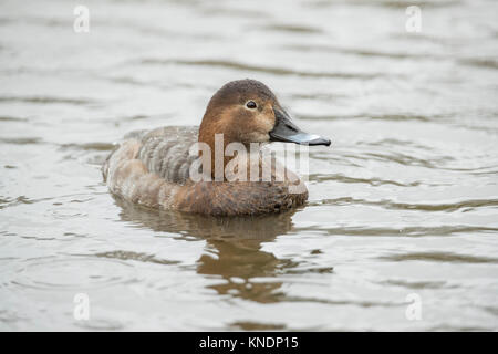 ; Pochard Aythya ferina Einzelnen weiblichen Schottland; VEREINIGTES KÖNIGREICH Stockfoto