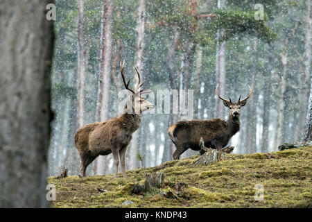 Red Deer; Cervus elaphus Zwei Hirsche im Schnee Schottland; VEREINIGTES KÖNIGREICH Stockfoto