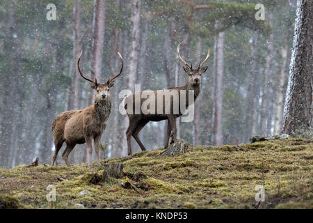 Red Deer; Cervus elaphus Zwei; Hirsche im Schnee Schottland; VEREINIGTES KÖNIGREICH Stockfoto