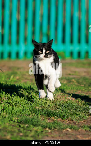 Lustige Katze läuft schnell auf den Weg zu den Gras im Sommer Garten auf hohen Beinen Stockfoto