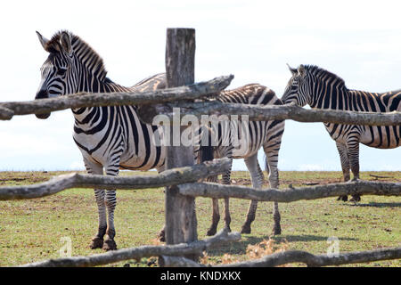 Zebras hinter einem Zaun in den Zoo. Stockfoto