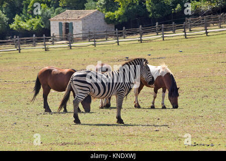 Zebra und Pferde in der Gig. Stockfoto