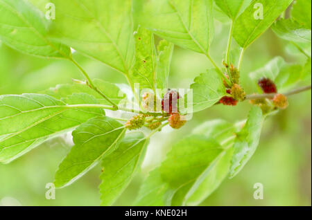 Reifen Maulbeeren am Baum Stockfoto