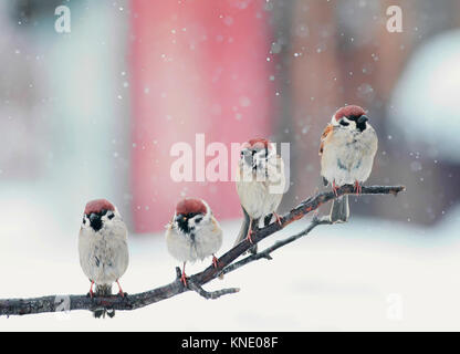 Lustige kleine Vögel sitzen auf einem Ast im Schnee an Weihnachten Stockfoto