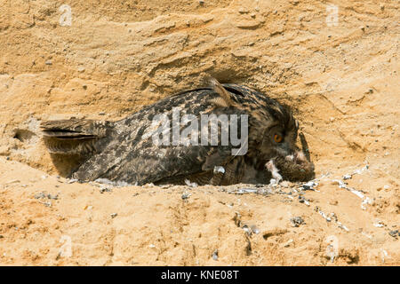 Uhu/Europäischer Uhu (Bubo bubo), am Brutplatz in einem Sandkasten, weiblichen erwachsenen Tiere, sammeln ihre Küken, Fütterung, Wildtiere. Stockfoto