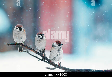 Lustige kleine Vögel sitzen auf einem Ast im Schnee an Weihnachten Stockfoto