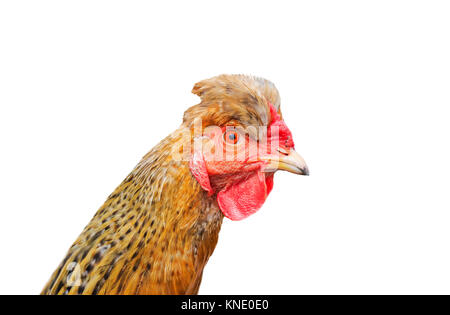 Porträt eines süßen roten Huhn sieht lustig auf einem weißen Hintergrund isoliert Stockfoto