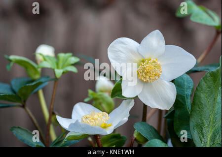 Helleborus niger Weihnachtslied Christrose, Nieswurz, Stockfoto