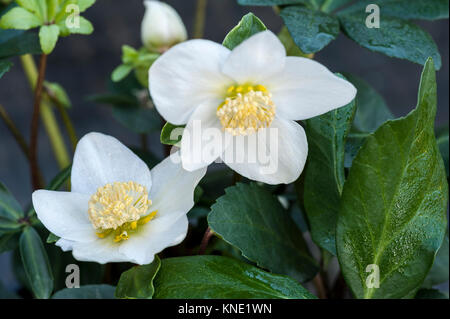 Helleborus niger Weihnachtslied Christrose, Nieswurz, Stockfoto