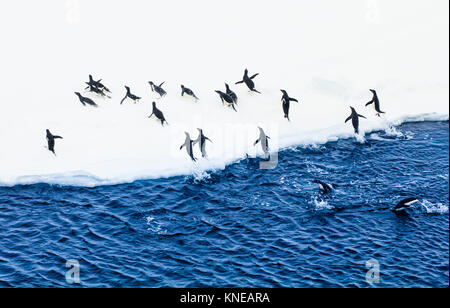 Gruppe von Adelie Pinguine auf einer Eisscholle in Eile Stockfoto