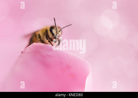 Honey Bee Pollen sammeln von Blumen. Makro Fotografie. Natur Konzept. Stockfoto