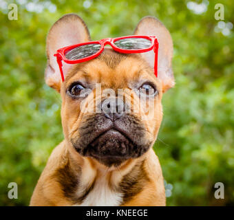 Französisch Bulldog Sonnenbrille tragen Stockfoto