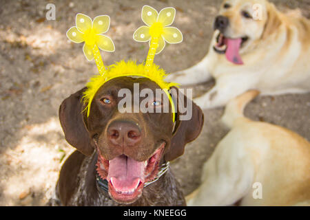 Deutsch Kurzhaar Pointer Hund trägt ein Kopfbügel Stockfoto