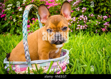 Französische Bulldogge in einem Korb sitzen im Garten Stockfoto