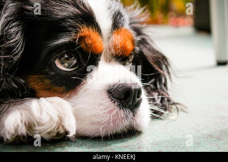 Nahaufnahme eines King Charles Cavalier puppy dog Stockfoto