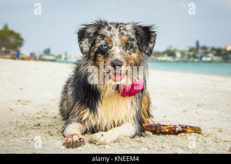 Miniatur Australian Shepherd Hund liegend am Strand Stockfoto