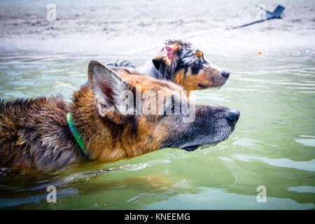 Australian Shepherd Dog und Deutscher Schäferhund Schwimmen im Ozean Stockfoto