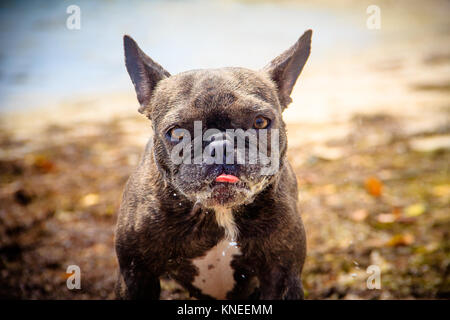 Französische Bulldogge stehend am Strand Stockfoto