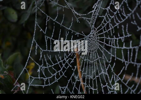 Einfrieren Spiderweb in Breda, Niederlande Stockfoto