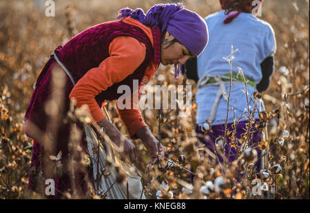 Baumwollpflücker in Chiwa Landschaft, Xorazm Region, Usbekistan, 28. Oktober 2017 Credit © jacopo Casaro/Sintesi/Alamy Stock Foto Stockfoto