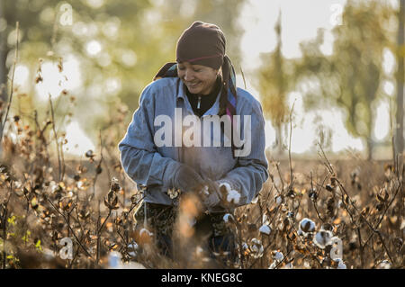 Frau Kommissionierung Baumwolle in der chiwa Landschaft, Xorazm Region, Usbekistan, 28. Oktober 2017 Credit © jacopo Casaro/Sintesi/Alamy Stock Foto Stockfoto