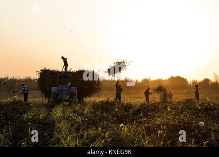 Baumwollpflücker in Chiwa Landschaft, Xorazm Region, Usbekistan, 28. Oktober 2017 Credit © jacopo Casaro/Sintesi/Alamy Stock Foto Stockfoto