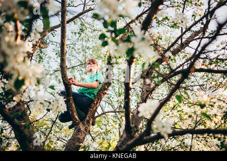 Junge Klettern ein Apfelbaum Stockfoto
