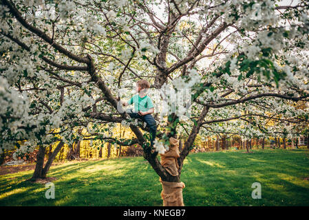 Junge Klettern ein Apfelbaum Stockfoto