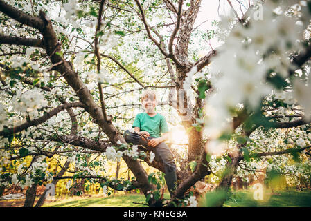 Junge Klettern ein Apfelbaum Stockfoto