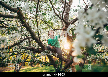 Junge Klettern ein Apfelbaum Stockfoto
