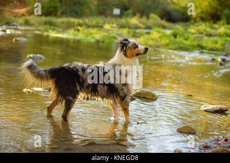 Australian Shepherd Dog Welpen Wasser arbeiten Stockfoto