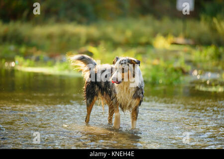 Australian Shepherd Dog Welpen Wasser arbeiten Stockfoto