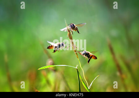 Drei Honigbienen schweben durch einen Grashalm Stockfoto
