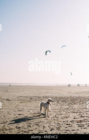 Hund auf einem Strand, IJmuiden, Niederlande Stockfoto