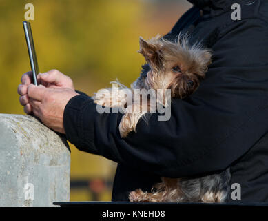 Mann eine selfie mit seinem Yorkshire Terrier Hund Stockfoto